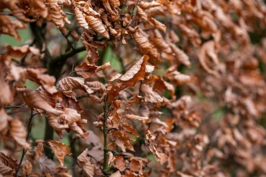 Beuk / Haagbeuk Carpinus Betulus 30-40 cm