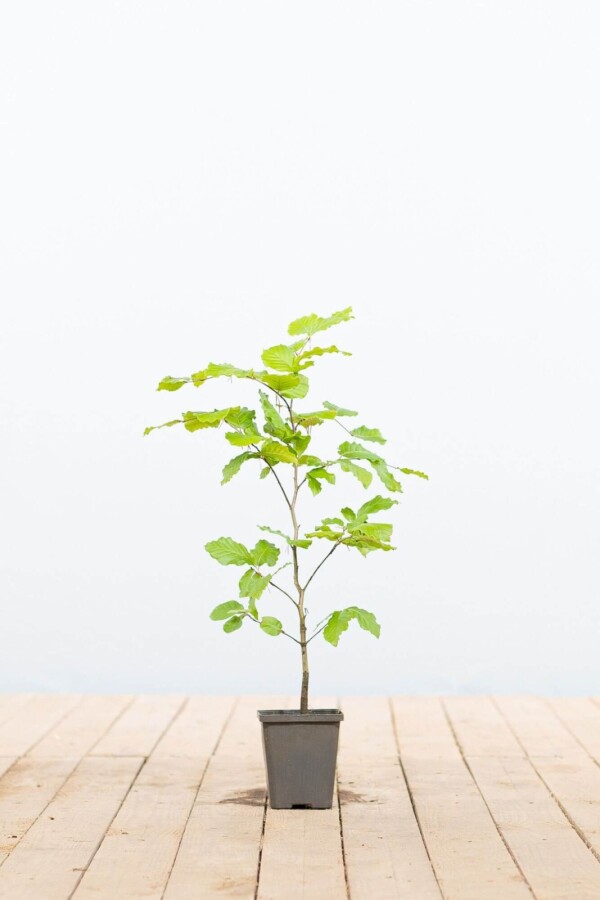 Fagus sylvatica Bok 30-40 i kruka P9 Fagus sylvatica P9 30-40 cm