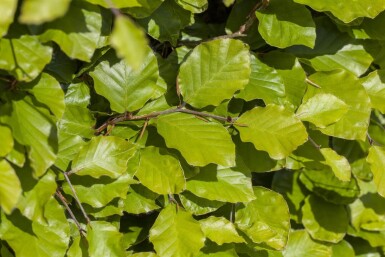Fagus sylvatica P9 30-40 cm