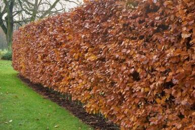Fagus sylvatica P9 30-40 cm