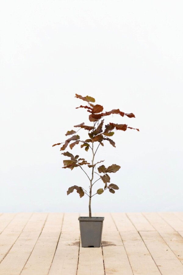 Fagus sylvatica 'Atropunicea' Purple beech 40-60 i kruka P9 Fagus sylvatica 'Atropunicea' P9 40-60 cm