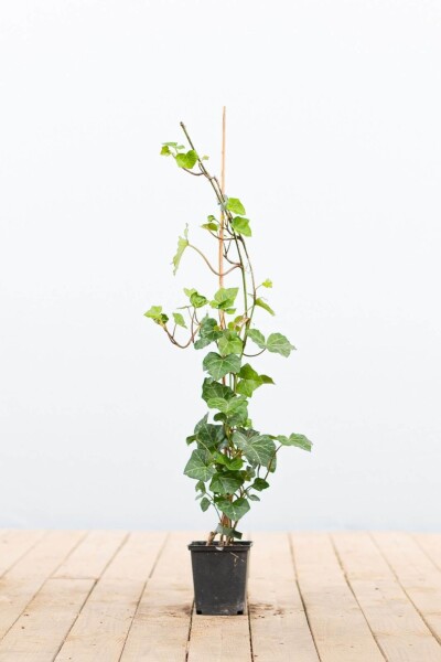 Hedera hibernica P9 40-60 cm