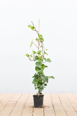Efeu / Irischer Efeu Hedera Hibernica P9 40-60 cm