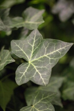 Klimop / Hedera Hibernica P9 40-60 cm