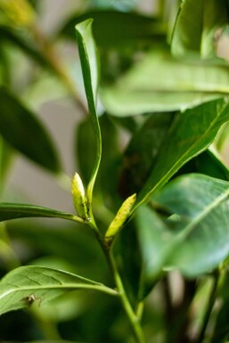 Laurier-palme / Prunus Laurocerasus Novita 200-225 cm