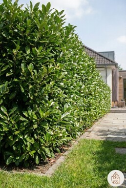 Kirschlorbeer / Prunus Laurocerasus Rotundifolia 225-250 cm