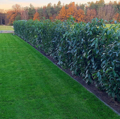 Kirschlorbeer / Prunus Laurocerasus Genolia 250-275 cm