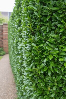 Laurier-palme / Prunus Laurocerasus Caucasica 200-225 cm