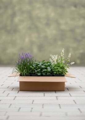 EasyGreen Mix