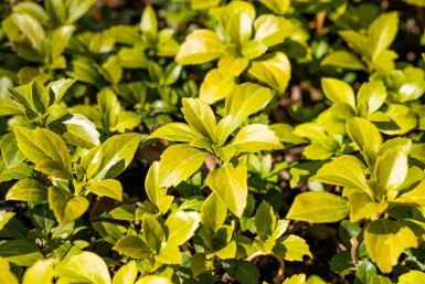 EasyGreen Mix