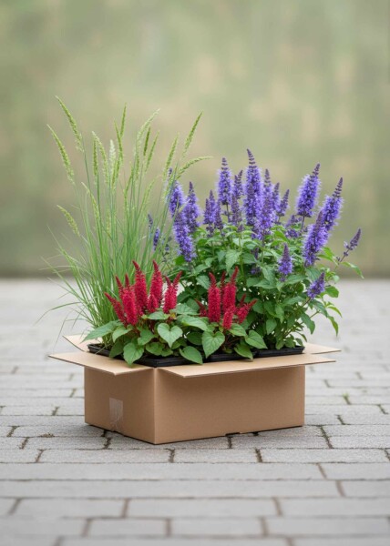 Zomerpracht Mix