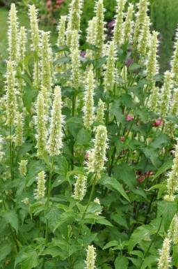 Nazomer Nectar Pakket