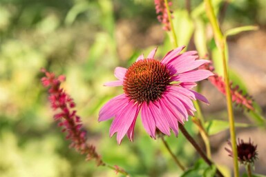 Nazomer Nectar Pakket
