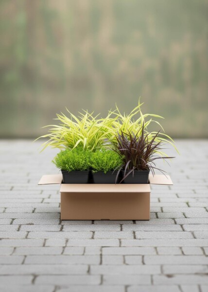 Grassenpracht Mix