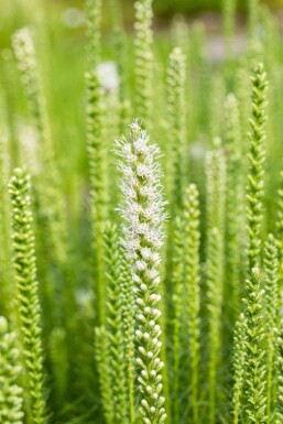 Zomerbries Mix