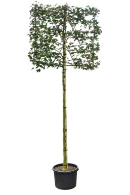 Acer campestre leiboom 8/10 150cm stam 150b x 120h