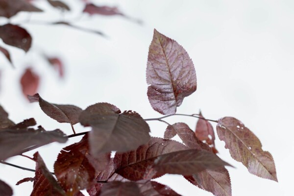 Prunus cerasifera 'Nigra' leiboom