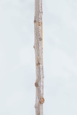 Prunus cerasifera 'Nigra' leiboom 8/10 190cm stam 150b x 120h