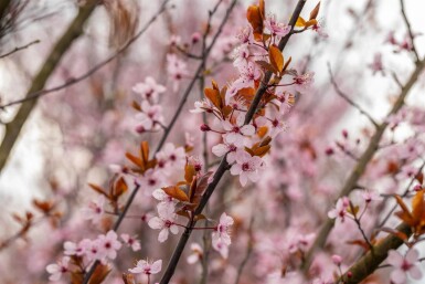 Prunus cerasifera 'Nigra' leiboom 8/10 190cm stam 150b x 120h