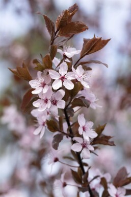 Prunus cerasifera 'Nigra' leiboom 8/10 190cm stam 150b x 120h