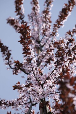 Prunus cerasifera 'Nigra' leiboom 8/10 190cm stam 150b x 120h