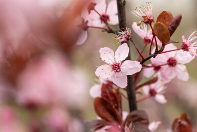 Prunus cerasifera 'Nigra' leiboom 8/10 190cm stam 150b x 120h