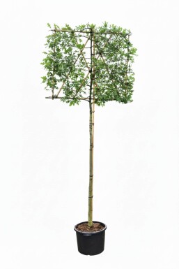 Quercus palustris leiboom 12/14 190cm stam 150b x 120h