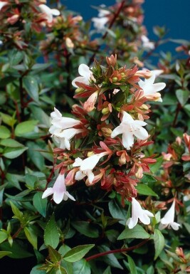 Abelia grandiflora struik 40-60 cm
