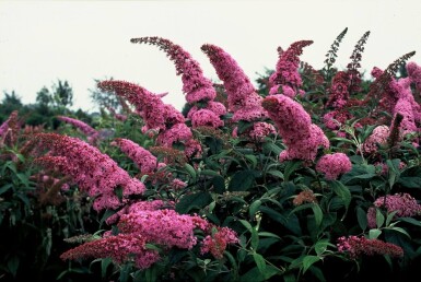 Buddleja davidii 'Pink Delight' struik 80-100 cm
