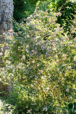 Abelia grandiflora 'Edward Goucher' struik 40-50 cm