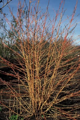 Cornus sanguinea 'Midwinter Fire' busk 30-40 cm
