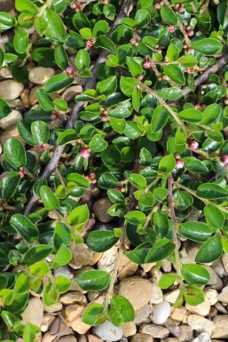 Cotoneaster dammeri 'Major' Strauch 10-15 cm