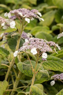 Hydrangea aspera 'Sargentiana' busk 60-80 cm