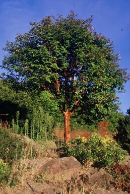 Acer griseum Strauch 125-150 cm