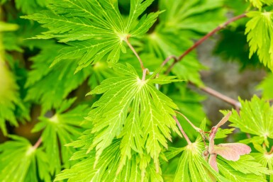 Acer japonicum 'Aconitifolium' Strauch 40-50 cm