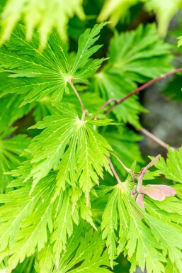 Acer japonicum 'Aconitifolium' Strauch 100-125 cm
