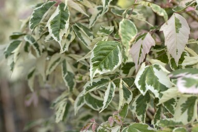 Acer negundo 'Flamingo' Strauch 60-80 cm