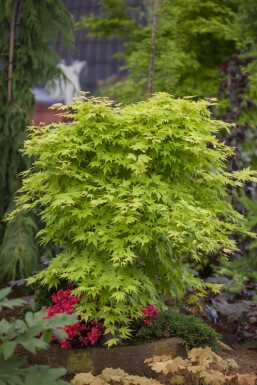 Acer palmatum Strauch 150-175 cm