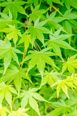 Acer palmatum Strauch 150-175 cm