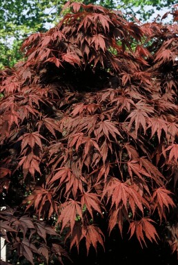 Acer palmatum 'Atropurpureum' struik 125-150 cm