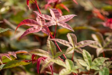 Acer palmatum 'Bi Hoo' Strauch 50-60 cm
