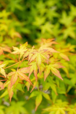 Acer palmatum 'Bi Hoo' Strauch 50-60 cm