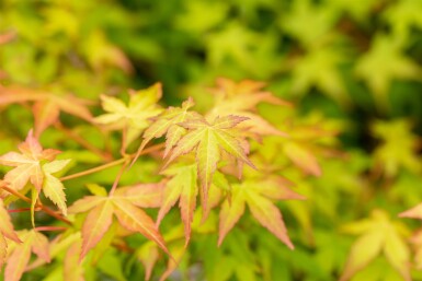 Acer palmatum 'Bi Hoo' Strauch 50-60 cm