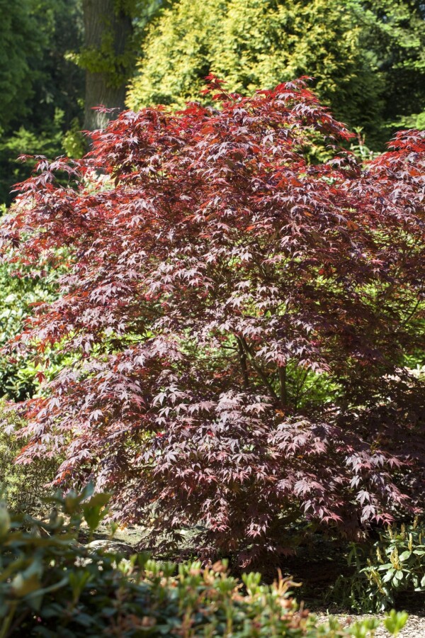 Japansk løn Acer palmatum 'Bloodgood' busk 50-60 C3 Acer palmatum 'Bloodgood' busk 50-60 cm