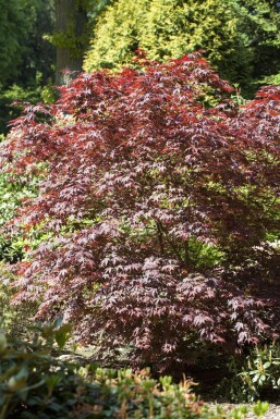 Acer palmatum 'Bloodgood' Strauch 50-60 cm