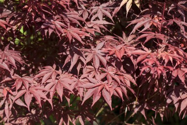 Acer palmatum 'Bloodgood' struik 50-60 cm