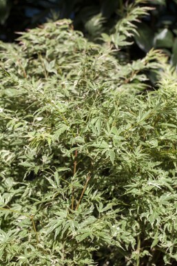 Acer palmatum 'Butterfly' Strauch 80-100 cm