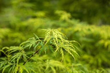 Acer palmatum 'Dissectum' Strauch 60-80 cm