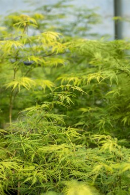 Acer palmatum 'Dissectum' Strauch 150-175 cm