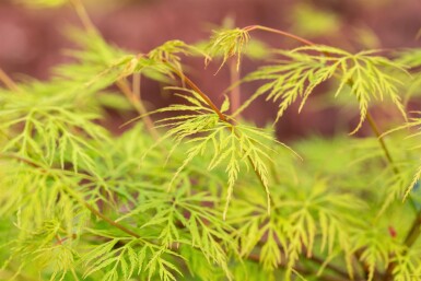 Acer palmatum 'Emerald Lace' Strauch 40-60 cm
